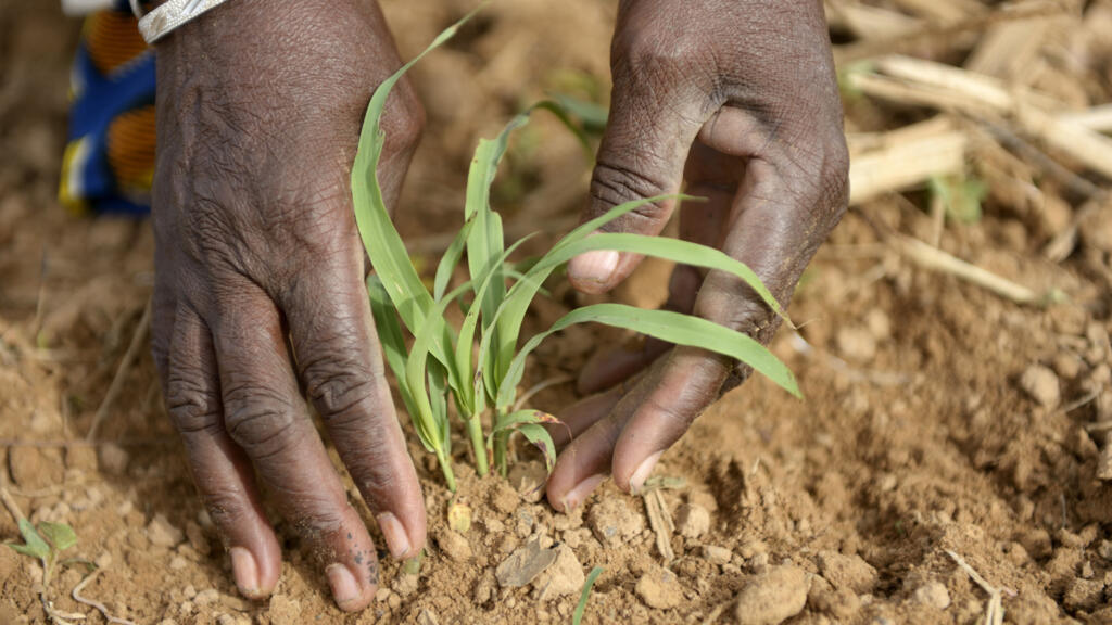 Bannière Agriculture - Fondation MABOLIA